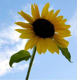 summer-flower