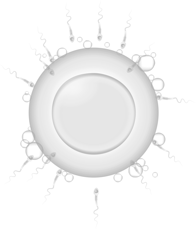 Conventional IVF Fertilization