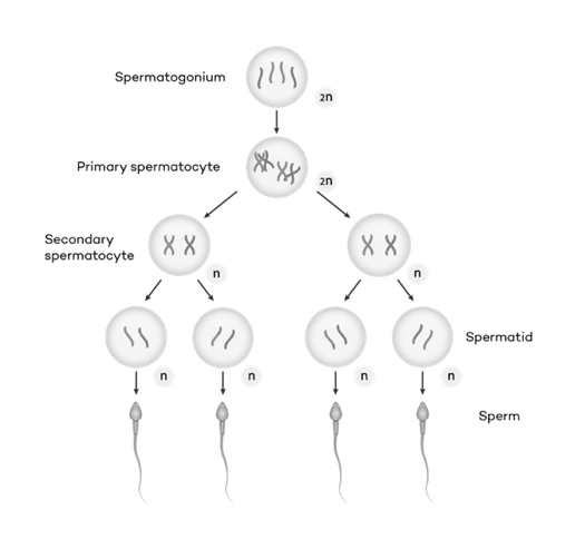 Spermatogenesis 