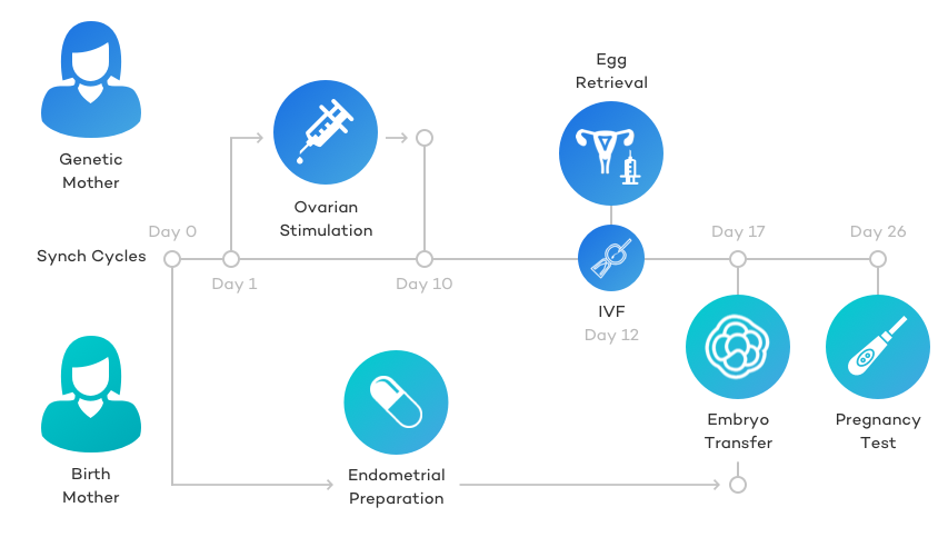 Reciprocal IVF Simple Timeline