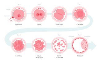 Embryo Development