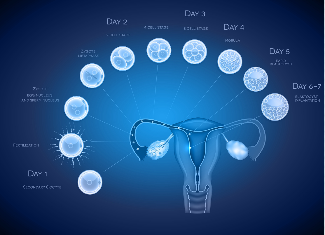 5 day frozen embryo transfer due date