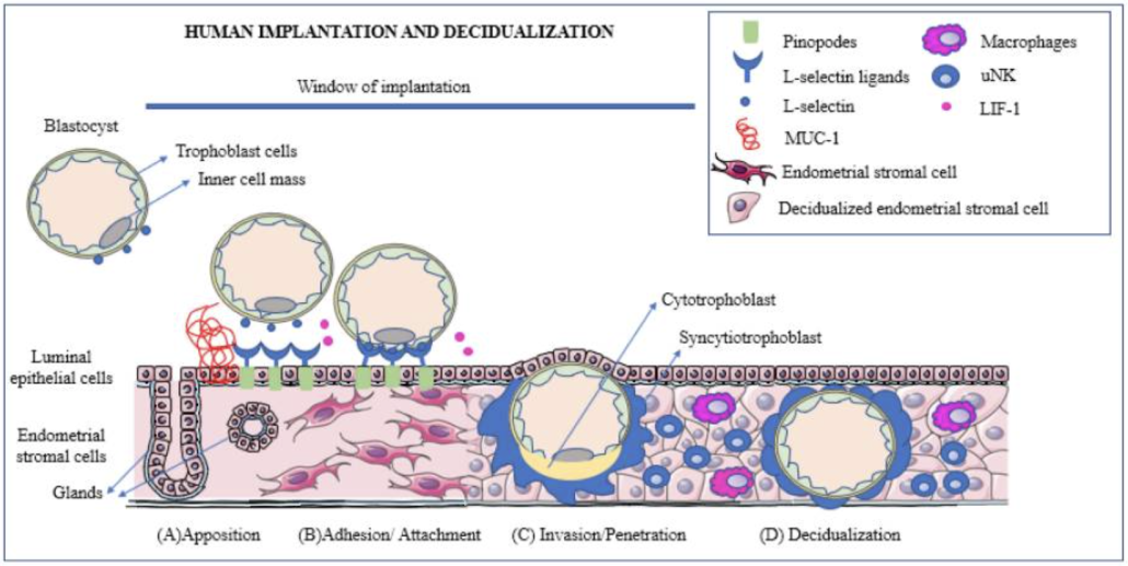 diagram of the implantation process