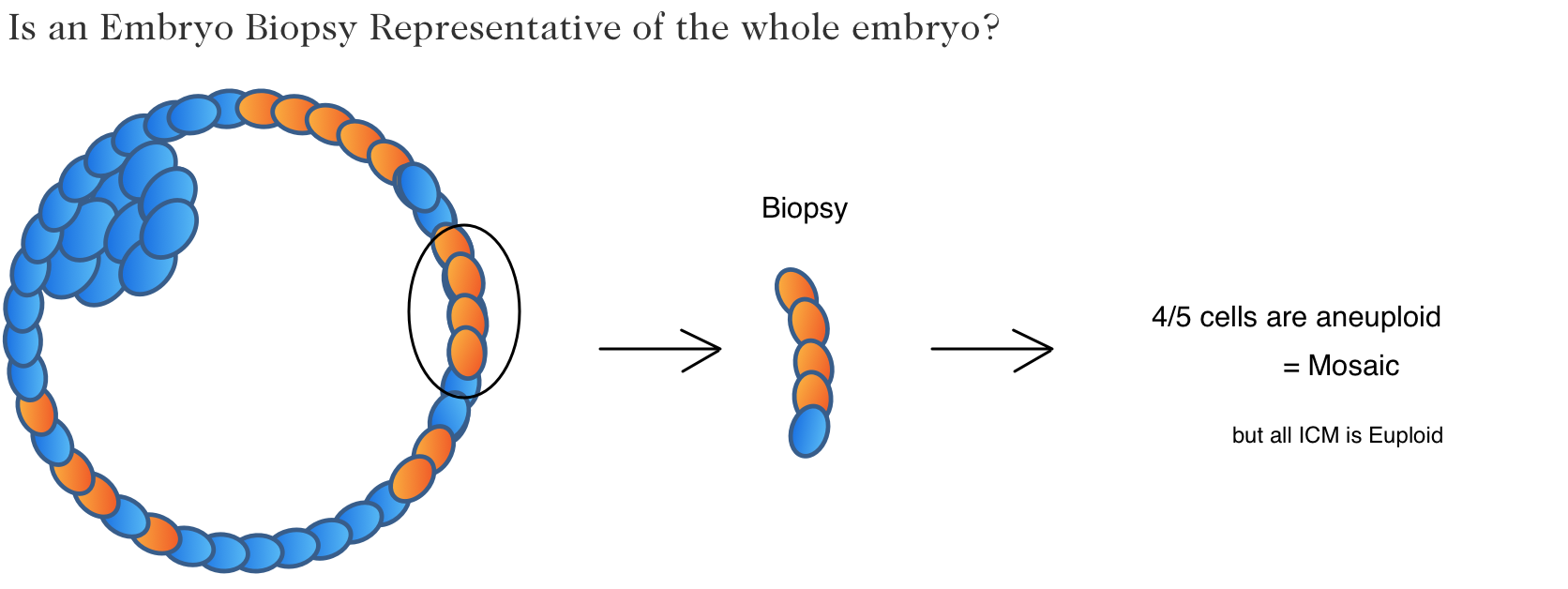 Is an embryo biopsy representative of the whole embryo?