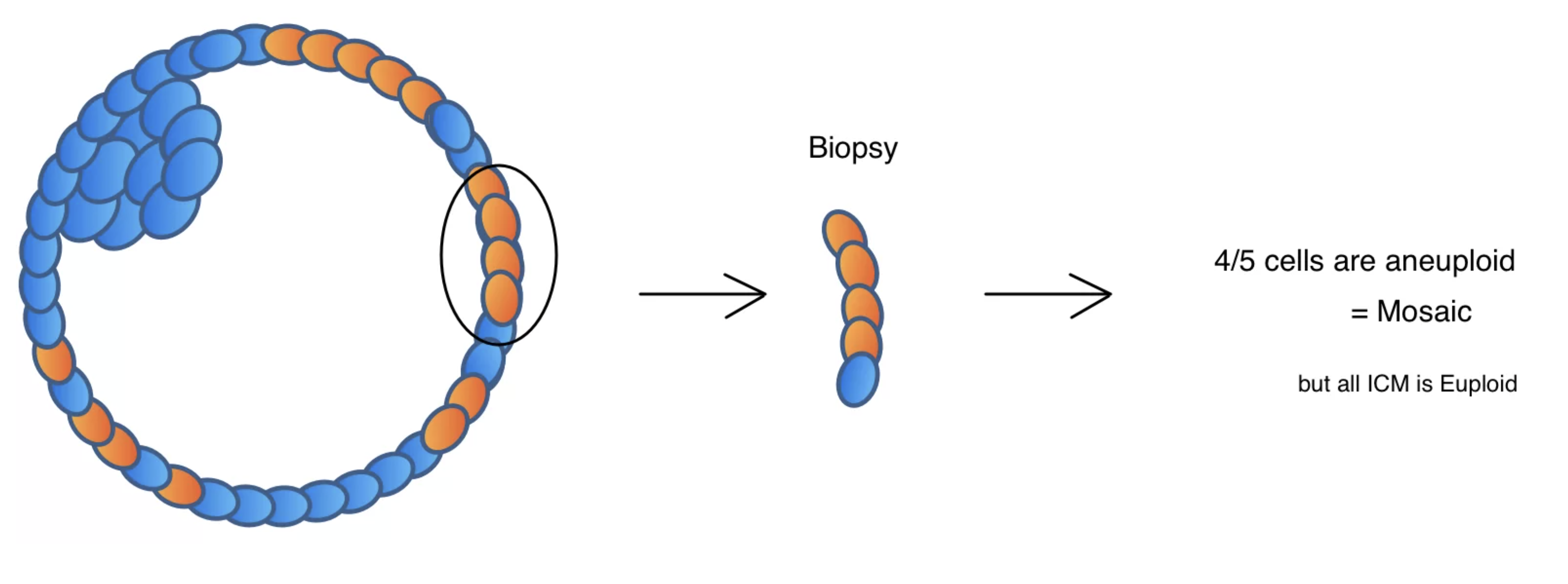 PGT-A Biopsy Issues